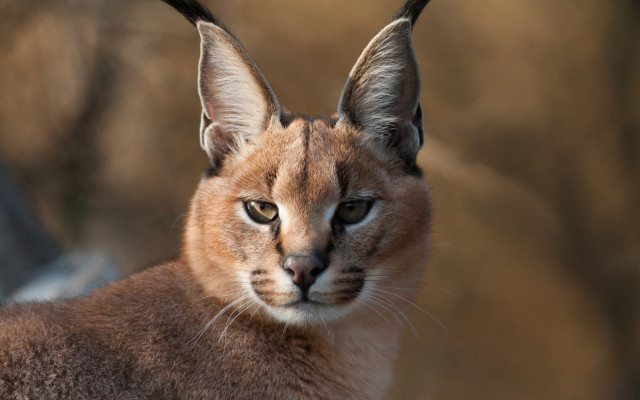 Cat long tail big nose free wallpaper for desktop - medium preview image