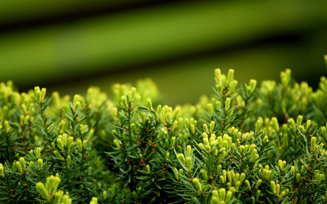 Tree leaves green nature shallow free wallpaper for desktop - medium preview image