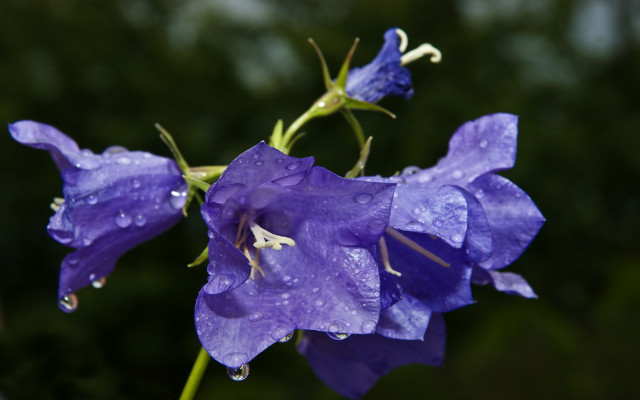 Purple flower water droplets macro #43 free wallpaper for desktop - medium preview image