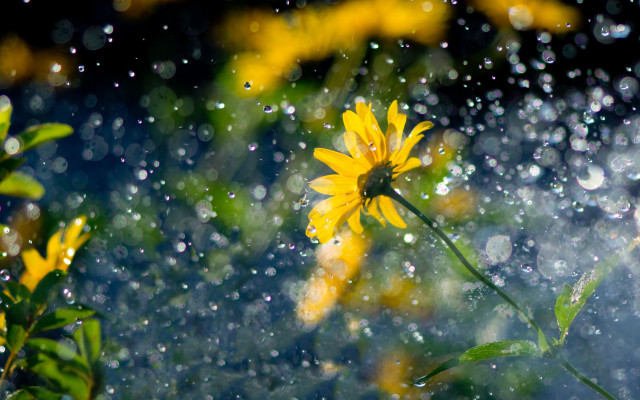 Yellow flower rain water droplets free wallpaper for desktop - medium preview image