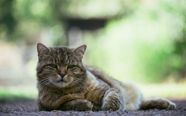 Cat laying closed eyes blurry free wallpaper for desktop - medium preview image