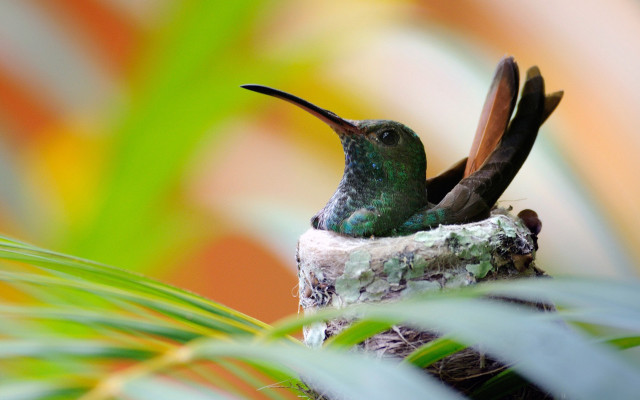 Hummingbird spread wings open beak free wallpaper for desktop - medium preview image