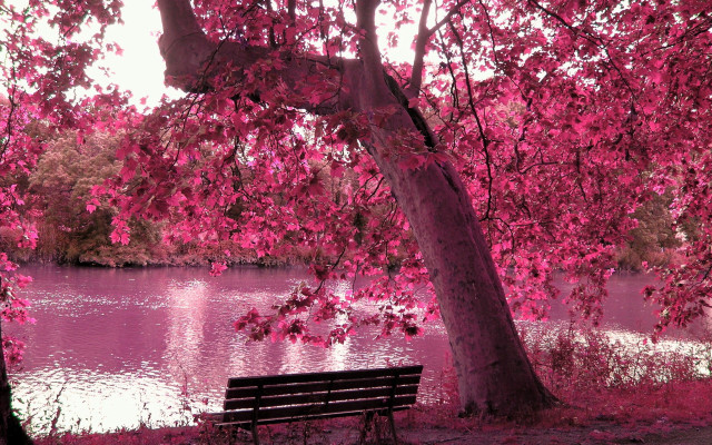 Bench tree lake pinkflowers impressionist free wallpaper for desktop - medium preview image