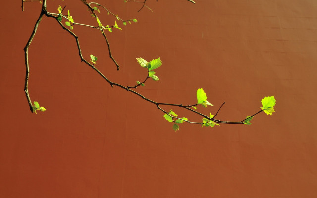 Branch leaves green wall gradient free wallpaper for desktop - medium preview image