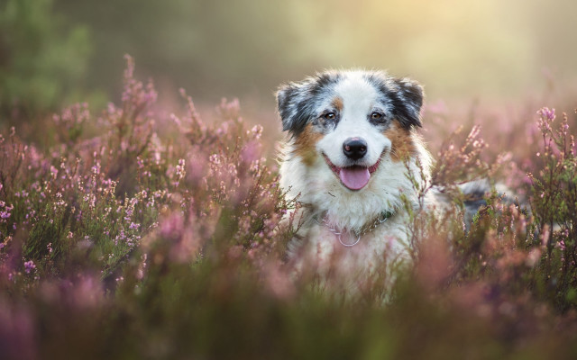 Dog sitting field flowers tongue #3 free wallpaper for desktop - medium preview image