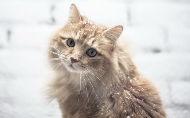 Cat snow sad look realistic free wallpaper for desktop - medium preview image