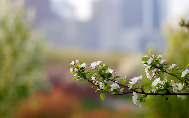 Branch white flower shallow depth free wallpaper for desktop - medium preview image