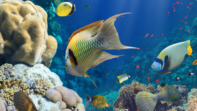 Coral reef fish underwater environmental free wallpaper for desktop - medium preview image