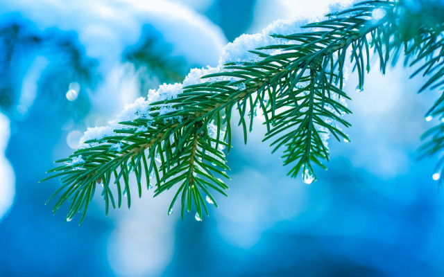Pine snow blue background macro free wallpaper for desktop - medium preview image