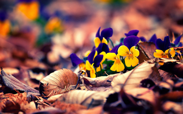 Autumn flower field blurry bokeh free wallpaper for desktop - medium preview image