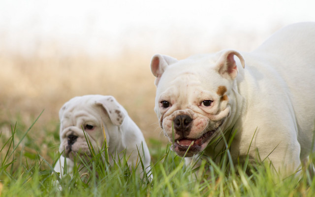 Dogs walking grass brown white free wallpaper for desktop - medium preview image