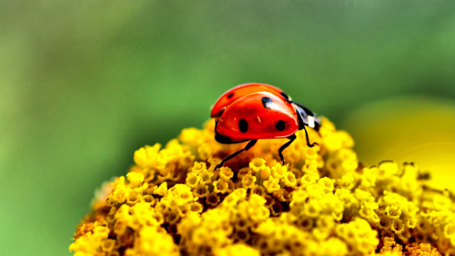 Ladybug yellowflower greenleaves autumn fire free wallpaper for desktop - medium preview image