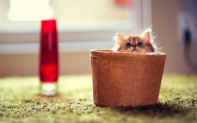 Small kitten basket red vase free wallpaper for desktop - medium preview image
