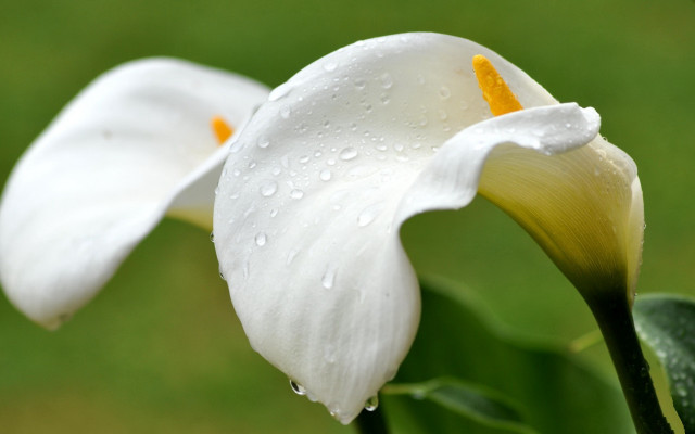 White flower water droplets green free wallpaper for desktop - medium preview image