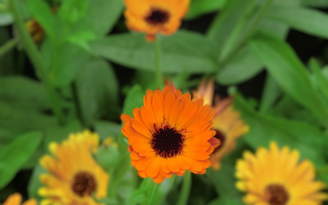 Flower leaves bokeh macro photorealism free wallpaper for desktop - medium preview image