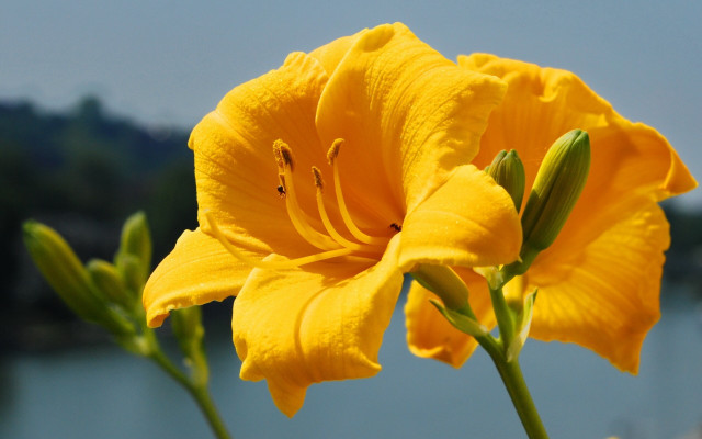 Yellow flower lake macro blurry free wallpaper for desktop - medium preview image