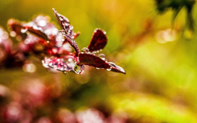 Leaf water droplets blurry background free wallpaper for desktop - medium preview image