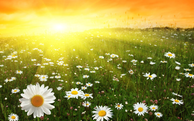 Daisy field sunshine clouds autumn free wallpaper for desktop - medium preview image