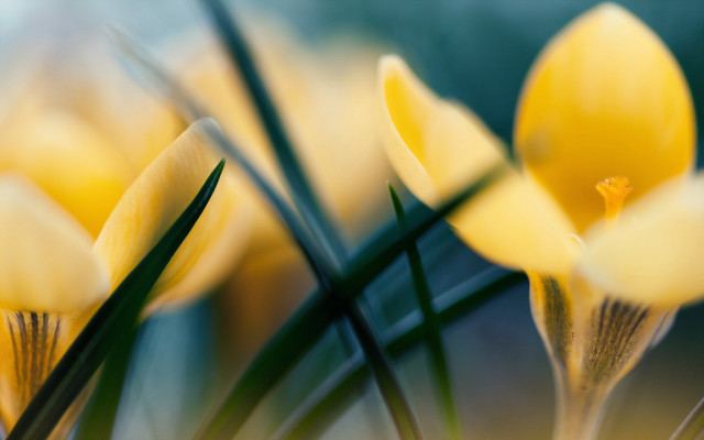 Yellow flowers closeup green stems free wallpaper for desktop - medium preview image