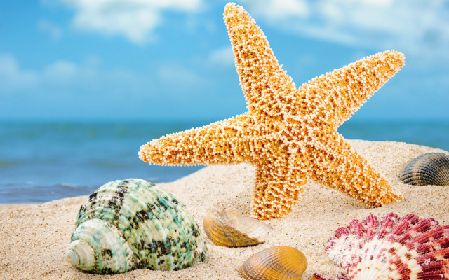 Starfish shells sandy beach ocean free wallpaper for desktop - medium preview image