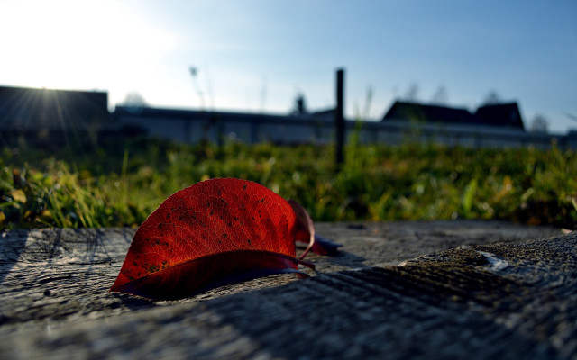 Red leaf grass fence building #2 free wallpaper for desktop - medium preview image