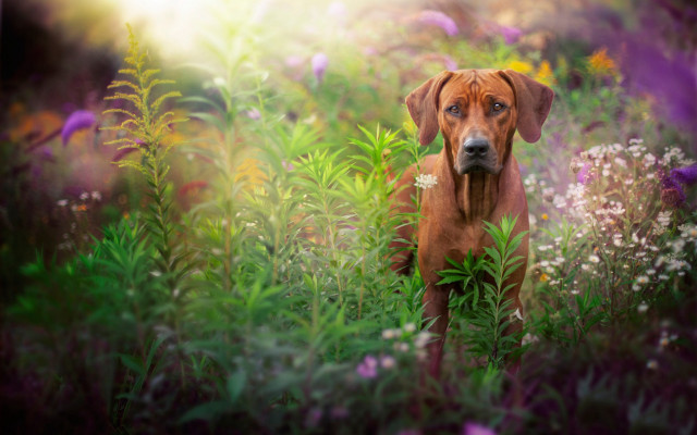 Dog field flowers brightlight impressionist free wallpaper for desktop - medium preview image