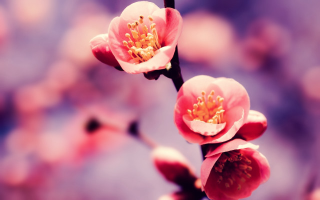 Flower branch bokeh macro blurry free wallpaper for desktop - medium preview image