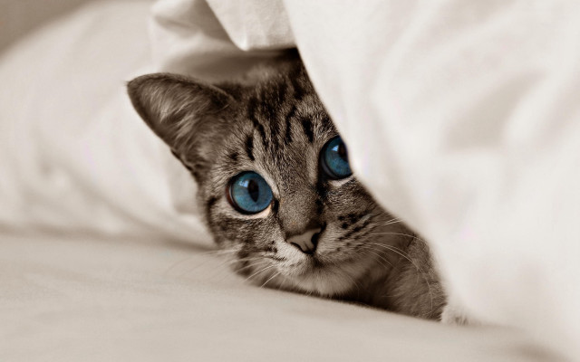 Cat blue eyes hiding bed free wallpaper for desktop - medium preview image
