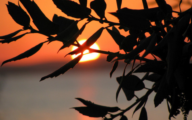 Tree branch sunset water leaves free wallpaper for desktop - medium preview image
