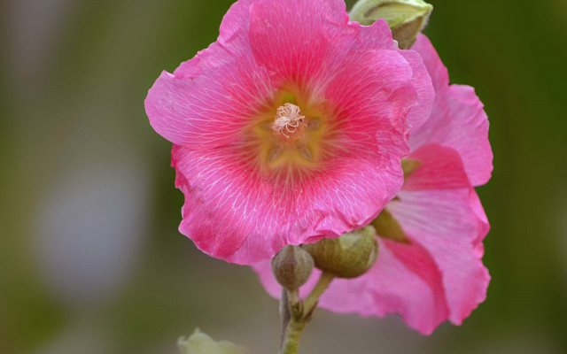 Pink flower green stem yellow #4 free wallpaper for desktop - medium preview image