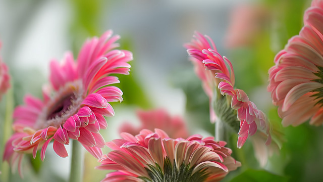 Pink flower bokeh leaves outdoors free wallpaper for desktop - medium preview image