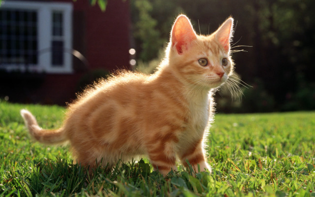 Orange kitten green field red free wallpaper for desktop - medium preview image