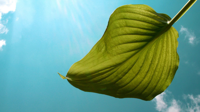 Large green leaf sky clouds free wallpaper for desktop - medium preview image