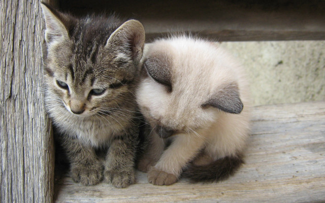 Two kittens wooden bench cute #2 free wallpaper for desktop - medium preview image