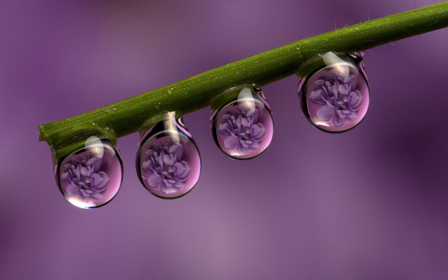 Water drops green leaf purple free wallpaper for desktop - medium preview image