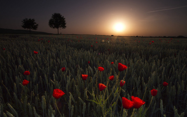 Red flowers sunset tree scene free wallpaper for desktop - medium preview image