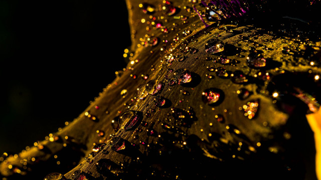 Leaf water drops dark background free wallpaper for desktop - medium preview image