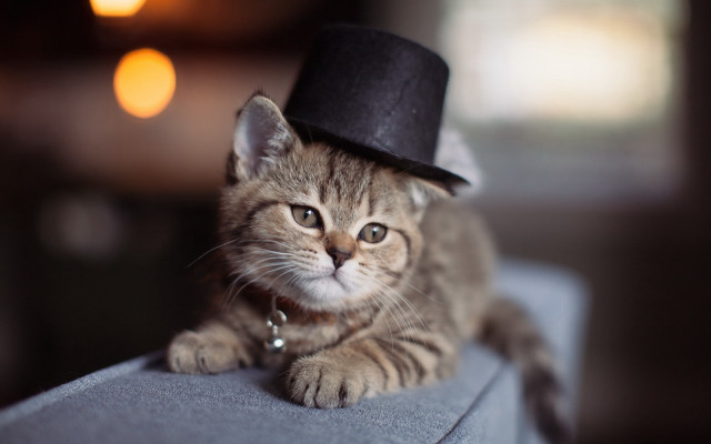 Cat hat couch steampunk bokeh free wallpaper for desktop - medium preview image