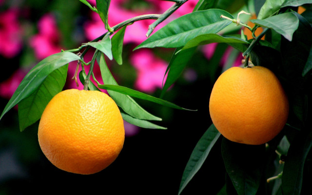 Two oranges pink flowers green free wallpaper for desktop - medium preview image