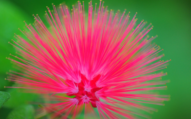 Pink flower green leaves macro #9 free wallpaper for desktop - medium preview image