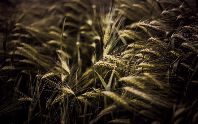 Green grass macro nature blurry free wallpaper for desktop - medium preview image
