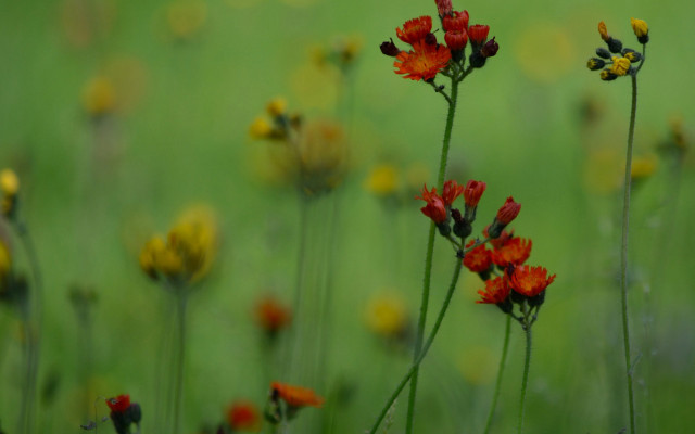 Flower field yellow red green free wallpaper for desktop - medium preview image
