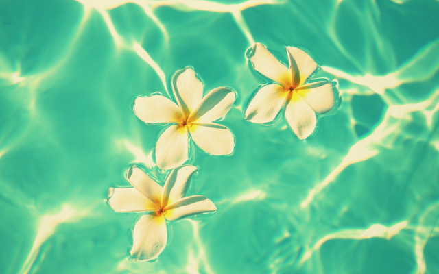 Three flowers water ripples blue free wallpaper for desktop - medium preview image