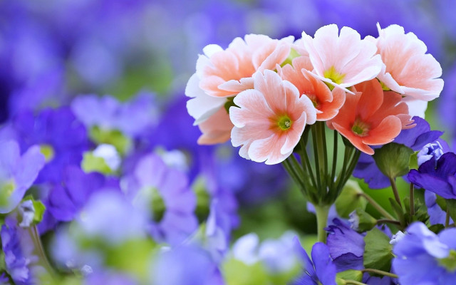 Flower field blue pink bokeh free wallpaper for desktop - medium preview image