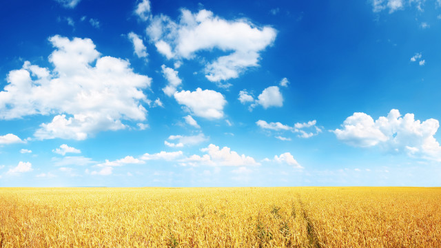 Wheat field horse blue sky free wallpaper for desktop - medium preview image