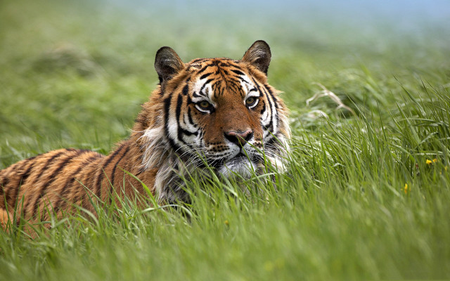 Tiger laying grass looking distance #2 free wallpaper for desktop - medium preview image