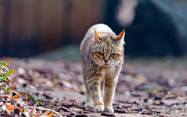 Cat walking woods leaves fence free wallpaper for desktop - medium preview image