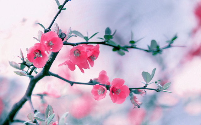 Pink flowers branch leaves sky free wallpaper for desktop - medium preview image