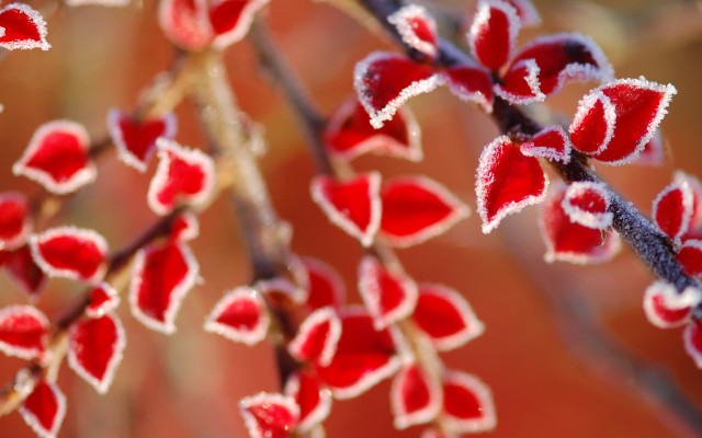 Frosted plant red flowers bokeh free wallpaper for desktop - medium preview image
