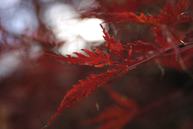 Red plant leaves blurry autumn free wallpaper for desktop - medium preview image